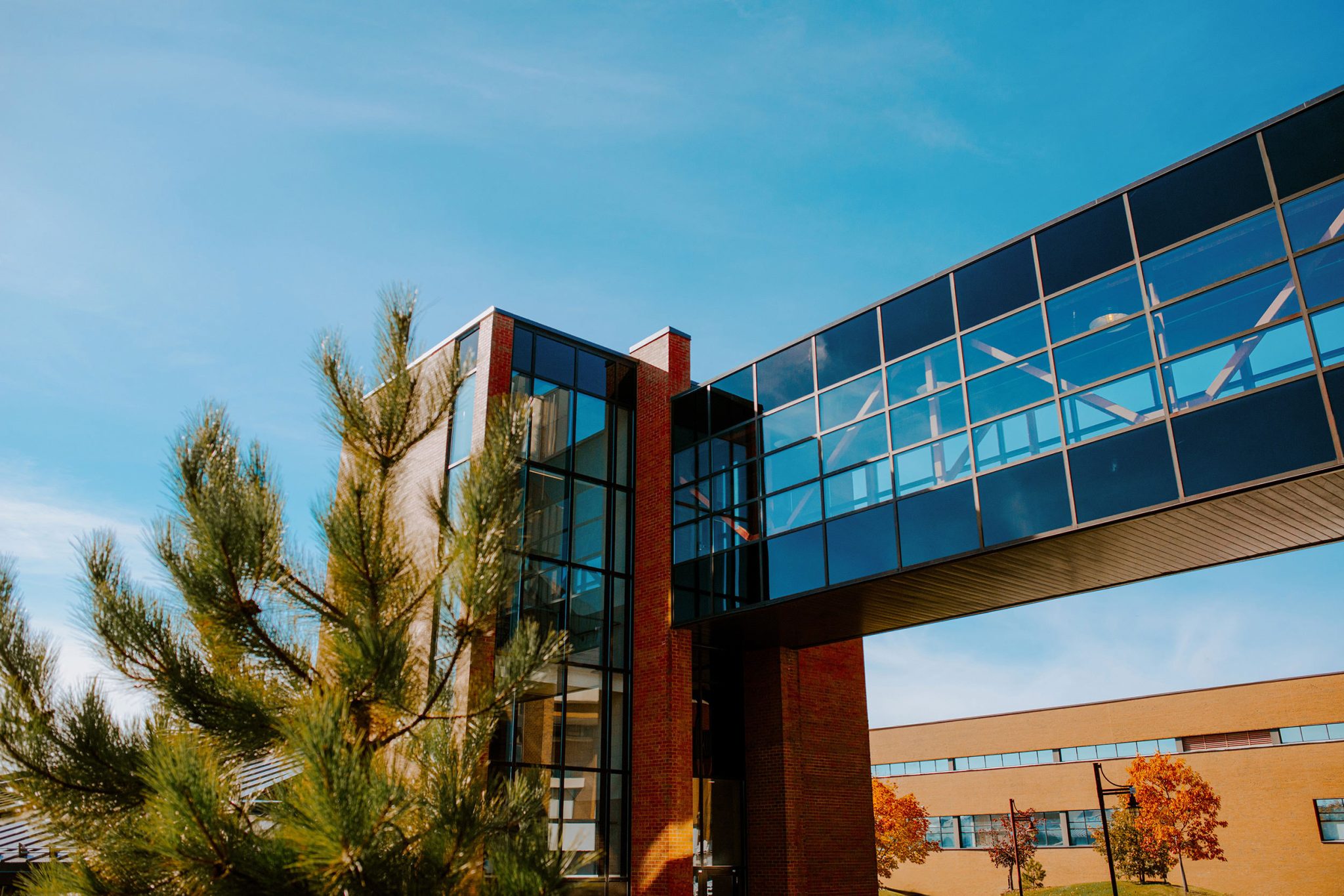 Cambrian college campus walkway with a tree in the image